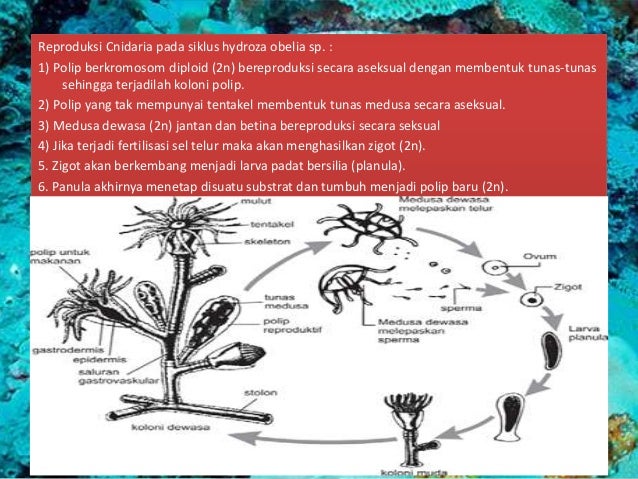 Cnidaria Dan Ctenophora (Ciri-ciri, struktur tubuh 