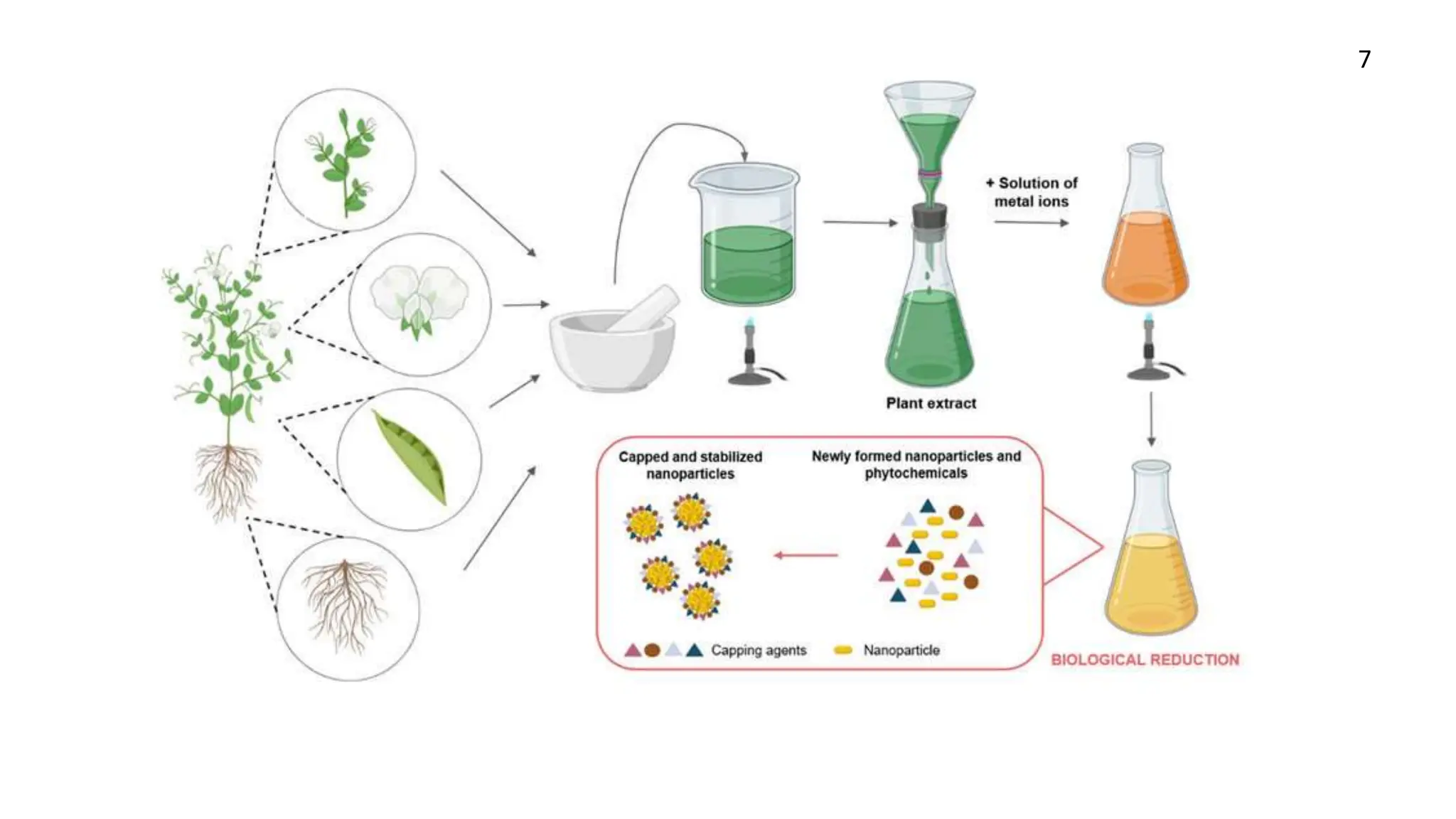 green synthesis of nanoparticles from plants.pptx
