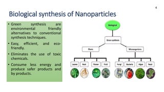 green synthesis of nanoparticles from plants.pptx