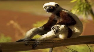http://images.nationalgeographic.com/wpf/media-
live/photos/000/060/cache/madagascar-
lemur_6021_600x450.jpg
 