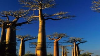 http://images.nationalgeographic.com/wpf/media-
live/photos/000/083/cache/avenue-of-the-
baobabs_8396_600x450.jpg
 