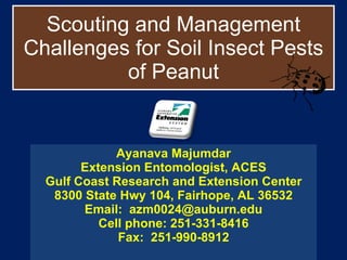 Scouting and Management Challenges for Soil Insect Pests of Peanut Ayanava Majumdar Extension Entomologist, ACES Gulf Coast Research and Extension Center 8300 State Hwy 104, Fairhope, AL 36532 Email:  [email_address] Cell phone: 251-331-8416 Fax:  251-990-8912 