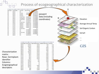 Process of ecogeographical characterization
Characterization
matrix :
Rows: Germplasm
identifier
Columns:
Ecogreographical...