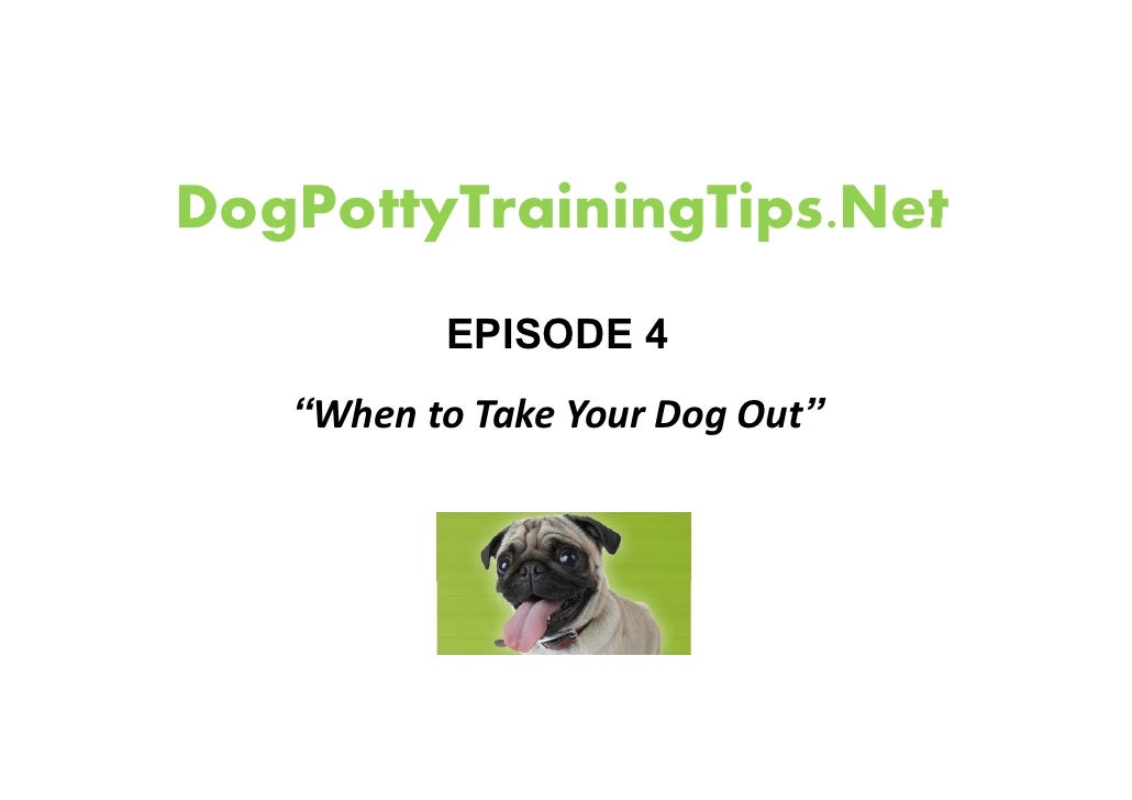 Dog Potty Training useful tips and tricks.