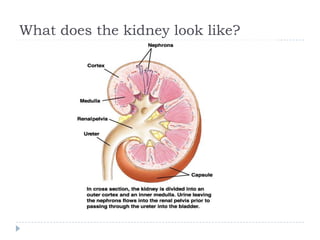 What does the kidney look like?
 
