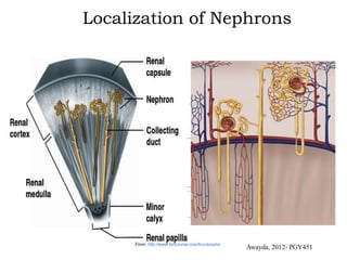 Localization of Nephrons




      From: http://www.biocourse.com/bcc/assets/
                                                   Awayda, 2012- PGY451
 