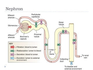 Nephron
 