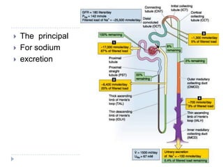    The principal
   For sodium
   excretion
 