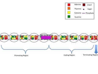 Adenine         Uracil

                                                Thymine         Sugar

                                                Cytosine      Phosphate

                                                Guanine




                   RNA Polymerase




Promoting Region                    Coding Region          Terminating Region
 