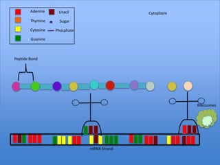 Adenine     Uracil                   Cytoplasm
        Thymine      Sugar

        Cytosine   Phosphate

        Guanine



Peptide Bond




                                                         Ribosomes




                               mRNA Strand
 
