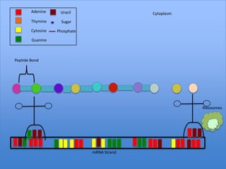 Adenine     Uracil                   Cytoplasm
        Thymine      Sugar

        Cytosine   Phosphate

        Guanine



Peptide Bond




                                                         Ribosomes




                               mRNA Strand
 