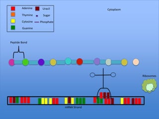 Adenine     Uracil                   Cytoplasm
        Thymine      Sugar

        Cytosine   Phosphate

        Guanine



Peptide Bond




                                                         Ribosomes




                               mRNA Strand
 