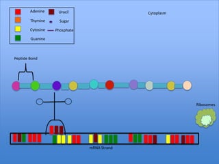 Adenine     Uracil                   Cytoplasm
        Thymine      Sugar

        Cytosine   Phosphate

        Guanine



Peptide Bond




                                                         Ribosomes




                               mRNA Strand
 