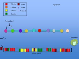 Adenine     Uracil                   Cytoplasm
        Thymine      Sugar

        Cytosine   Phosphate

        Guanine



Peptide Bond




                                                         Ribosomes




                               mRNA Strand
 