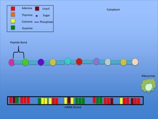 Adenine     Uracil                   Cytoplasm
        Thymine      Sugar

        Cytosine   Phosphate

        Guanine



Peptide Bond




                                                         Ribosomes




                               mRNA Strand
 