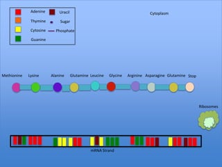 Adenine        Uracil                                            Cytoplasm
              Thymine        Sugar

              Cytosine     Phosphate

              Guanine




Methionine   Lysine      Alanine      Glutamine Leucine   Glycine   Arginine Asparagine Glutamine Stop




                                                                                                         Ribosomes




                                                mRNA Strand
 
