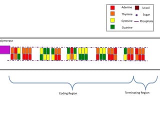 Adenine       Uracil

                            Thymine        Sugar

                            Cytosine    Phosphate

                            Guanine



olymerase




            Coding Region     Terminating Region
 