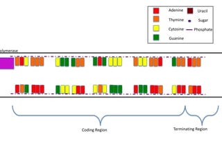 Adenine       Uracil

                            Thymine        Sugar

                            Cytosine    Phosphate

                            Guanine

olymerase




            Coding Region     Terminating Region
 