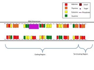 Adenine       Uracil

                       Thymine        Sugar

                       Cytosine    Phosphate

                       Guanine

RNA Polymerase




       Coding Region     Terminating Region
 