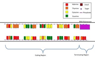 Adenine          Uracil

                Thymine          Sugar

                Cytosine       Phosphate

                Guanine

                           RNA Polymerase




Coding Region     Terminating Region
 