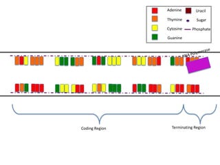 Adenine       Uracil

                Thymine        Sugar

                Cytosine    Phosphate

                Guanine




Coding Region     Terminating Region
 