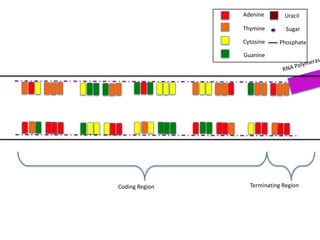 Adenine       Uracil

                Thymine        Sugar

                Cytosine    Phosphate

                Guanine




Coding Region     Terminating Region
 