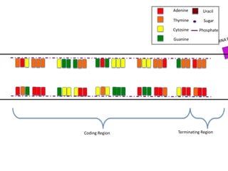Adenine       Uracil

                Thymine        Sugar

                Cytosine    Phosphate

                Guanine




Coding Region     Terminating Region
 