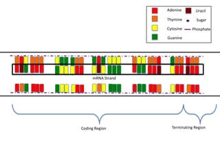 Adenine       Uracil

                   Thymine        Sugar

                   Cytosine    Phosphate

                   Guanine




     mRNA Strand




Coding Region        Terminating Region
 