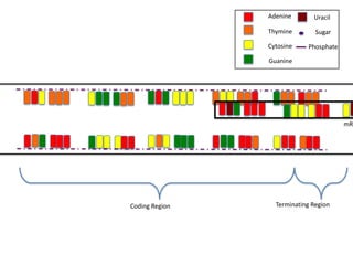 Adenine       Uracil

                Thymine        Sugar

                Cytosine    Phosphate

                Guanine




                                        mRN




Coding Region     Terminating Region
 