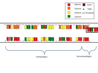 Adenine       Uracil

                Thymine        Sugar

                Cytosine    Phosphate

                Guanine




Coding Region     Terminating Region
 