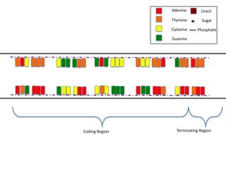 Adenine       Uracil

                Thymine        Sugar

                Cytosine    Phosphate

                Guanine




Coding Region     Terminating Region
 