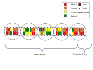 Adenine       Uracil

                Thymine        Sugar

                Cytosine    Phosphate

                Guanine




Coding Region     Terminating Region
 