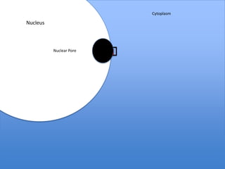 Cytoplasm

Nucleus



          Nuclear Pore
           mRNA Strand
 