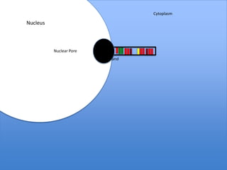 Cytoplasm

Nucleus



          Nuclear Pore
                         mRNA Strand
 