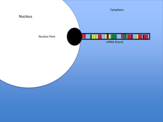 Cytoplasm

Nucleus



          Nuclear Pore
                         mRNA Strand
 