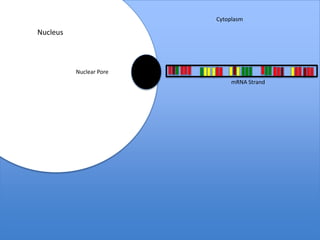 Cytoplasm

Nucleus



          Nuclear Pore
                              mRNA Strand
 