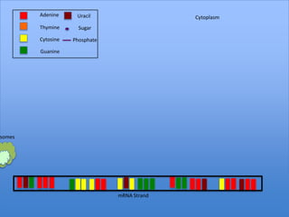 Adenine     Uracil                   Cytoplasm
        Thymine      Sugar

        Cytosine   Phosphate

        Guanine




somes




                               mRNA Strand
 