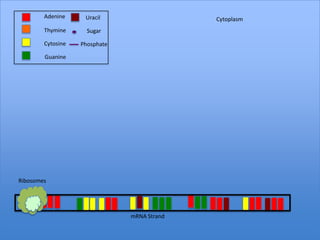 Adenine     Uracil                   Cytoplasm
        Thymine      Sugar

        Cytosine   Phosphate

        Guanine




Ribosomes




                               mRNA Strand
 