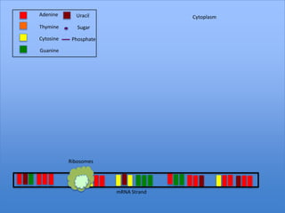 Adenine      Uracil                   Cytoplasm
Thymine       Sugar

Cytosine    Phosphate

Guanine




           Ribosomes




                        mRNA Strand
 