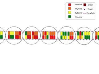 Adenine     Uracil

Thymine      Sugar

Cytosine   Phosphate

Guanine
 
