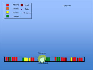 Adenine     Uracil                   Cytoplasm
Thymine      Sugar

Cytosine   Phosphate

Guanine




                       Ribosomes




                       mRNA Strand
 