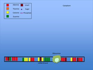 Adenine     Uracil                               Cytoplasm
Thymine      Sugar

Cytosine   Phosphate

Guanine




                                     Ribosomes




                       mRNA Strand
 