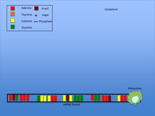 Adenine     Uracil                   Cytoplasm
Thymine      Sugar

Cytosine   Phosphate

Guanine




                                                 Ribosomes




                       mRNA Strand
 