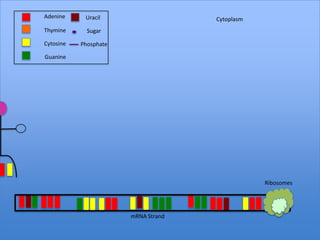 Adenine     Uracil                   Cytoplasm
Thymine      Sugar

Cytosine   Phosphate

Guanine




                                                 Ribosomes




                       mRNA Strand
 