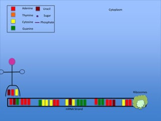 Adenine     Uracil                   Cytoplasm
Thymine      Sugar

Cytosine   Phosphate

Guanine




                                                 Ribosomes




                       mRNA Strand
 