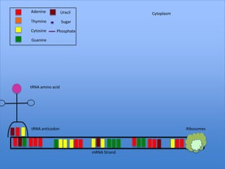 Adenine           Uracil                 Cytoplasm
Thymine           Sugar

Cytosine     Phosphate

Guanine




tRNA amino acid




tRNA anticodon                                       Ribosomes




                           mRNA Strand
 