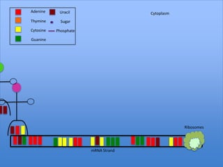 Adenine     Uracil                   Cytoplasm
Thymine      Sugar

Cytosine   Phosphate

Guanine




                                                 Ribosomes




                       mRNA Strand
 