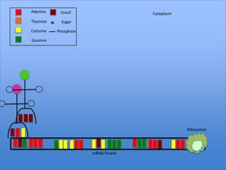 Adenine     Uracil                   Cytoplasm
Thymine      Sugar

Cytosine   Phosphate

Guanine




                                                 Ribosomes




                       mRNA Strand
 