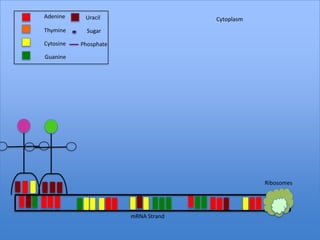 Adenine     Uracil                   Cytoplasm
Thymine      Sugar

Cytosine   Phosphate

Guanine




                                                 Ribosomes




                       mRNA Strand
 