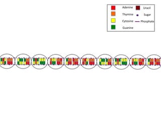Adenine     Uracil

Thymine      Sugar

Cytosine   Phosphate

Guanine
 